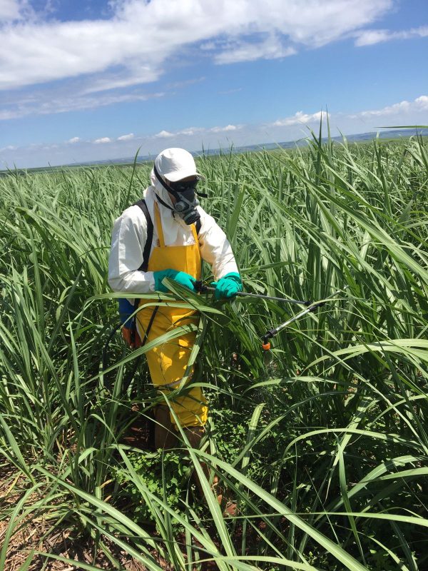APLICAÇÃO_Foliar_1_ (1)