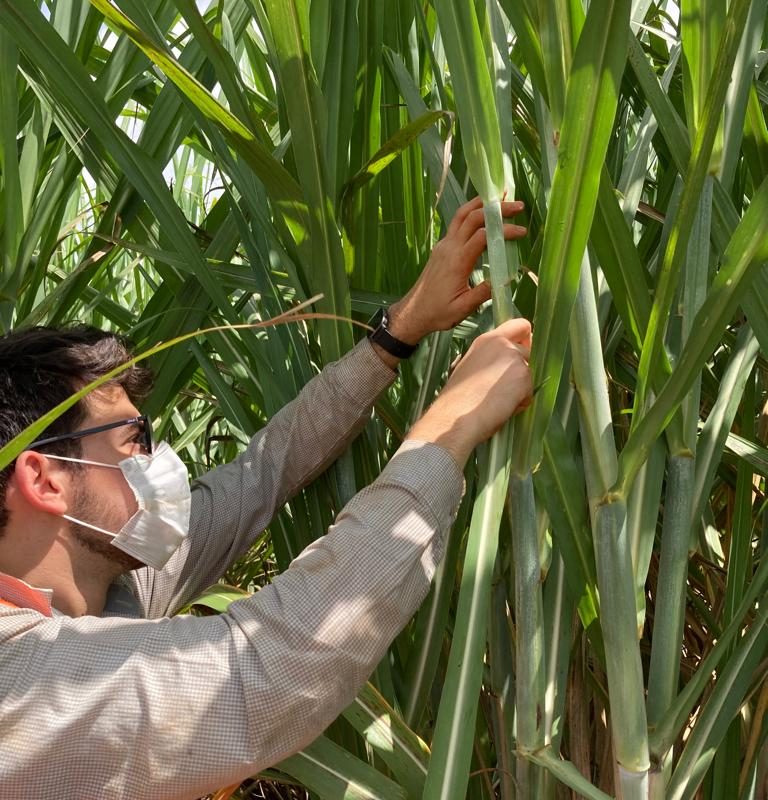 COLETA_FOLIAR_PCEM_12_AGROTERENAS_02.02.2022