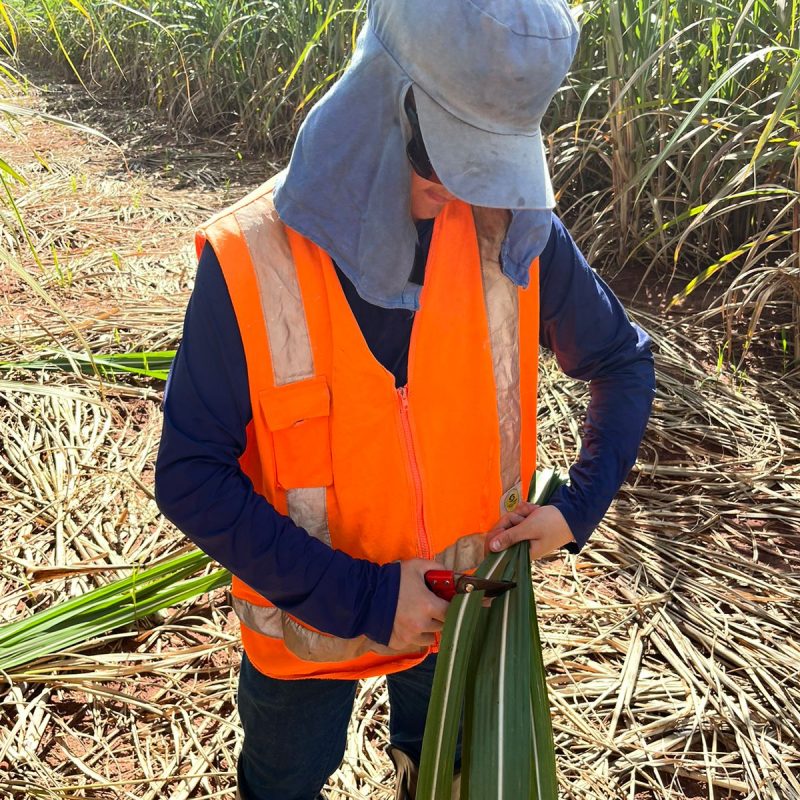 Coleta Foliar 3