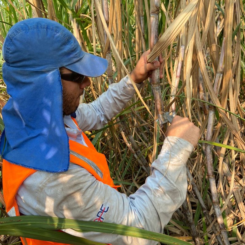 DIÂMETRO_de_Colmos_Colheita_PCEM_13.2_Adecoagro_09.2022