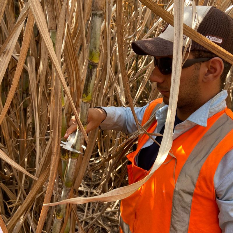 MEDIÇÃO_Diâmetro_Colheita_PCEM_13.2_Agroterenas_08.2022