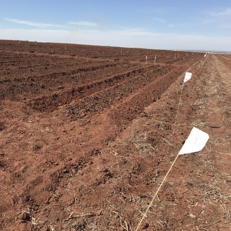 PLANTIO_Agroterenas_PCEM_12_05.2021_1_7